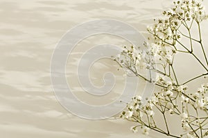 Gypsophila flower with copy space for your text message. Light and shadows minimalism style template horizontal background. Beige photo