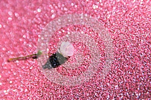 Gypsophila flower on pink background