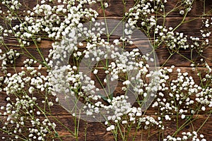 Gypsophila flower plant