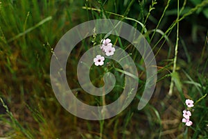 Gypsophila flowers in grass in countryside garden. Flax blooming in sunny summer meadow. Biodiversity and landscaping garden