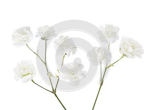 Gypsophila isolated on white background photo