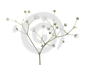 Gypsophila isolated on white background