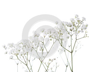 Gypsophila photo