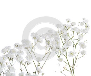 Gypsophila isolated on white background. photo