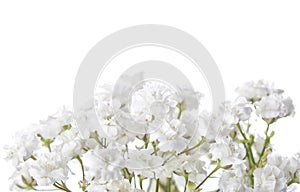 Gypsophila. photo