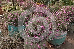 gypsophila muralis flower plant on nursery