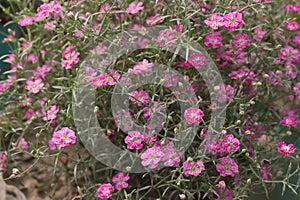 gypsophila muralis flower plant on nursery