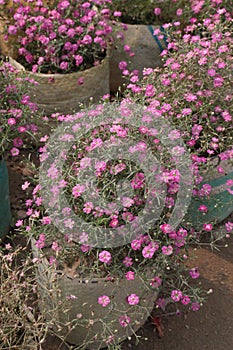 gypsophila muralis flower plant on nursery