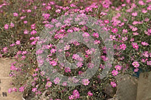 gypsophila muralis flower plant on nursery