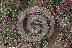 gypsophila muralis flower plant on nursery