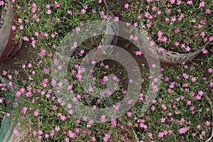 gypsophila muralis flower plant on nursery