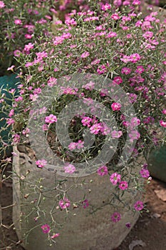 gypsophila muralis flower plant on nursery photo