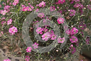gypsophila muralis flower plant on nursery photo