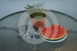 Gypsophila muralis `Teeny Deep Rose` in a flower pot and sliced watermelon on a garden table in summer. Berlin, Germany