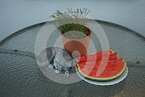 Gypsophila muralis `Teeny Deep Rose` in a flower pot and sliced watermelon on a garden table in summer. Berlin, Germany