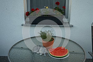 Gypsophila muralis `Teeny Deep Rose` in a flower pot and sliced watermelon on a garden table in summer. Berlin, Germany