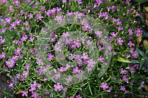 Gypsophila muralis `Teeny Deep Rose` in the garden.  Berlin, Germany