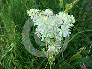 Gypsophila oldhamiana - bride`s flower