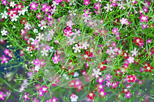 Gypsophila paniculata flower or fresh pink baby`s breath blooming in garden top view background