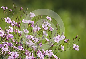 Gypsophila pink flower Gypsophila muralis or cushion baby`s-breath floral background