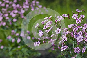 Gypsophila pink flower Gypsophila muralis or cushion baby`s-breath floral background