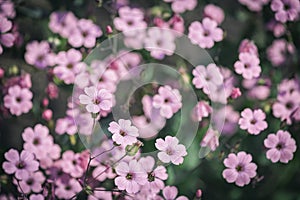 Gypsophila pink flower Gypsophila muralis or cushion baby`s-breath floral background vintage tone