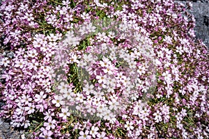 Gypsophila repens wild flowers in Vanoise national Park, France