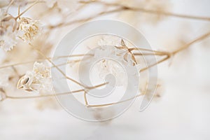 Gypsophila romantic wedding dry flowers elegant bouquet on white natural blur background macro