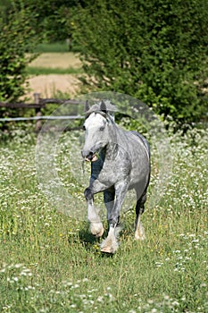 Gypsy Cob at canter