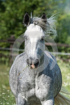 Gypsy Cob at canter