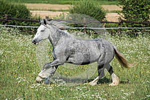 Gypsy Cob at canter