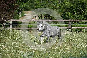 Gypsy Cob at canter