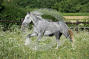 Gypsy Cob at canter