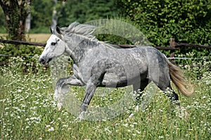 Gypsy Cob at canter