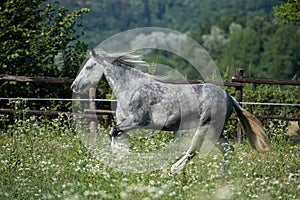 Gypsy Cob at canter