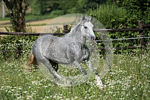 Gypsy Cob at canter