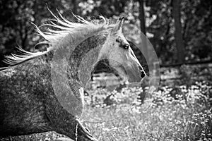 Gypsy Cob at canter