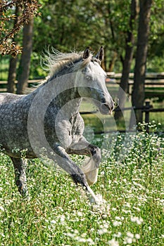 Gypsy Cob at canter