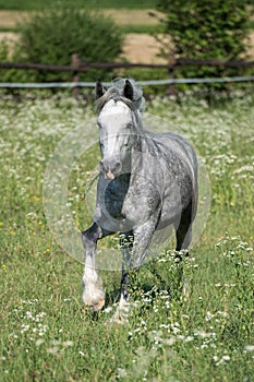 Gypsy Cob at canter