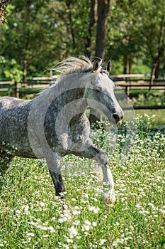 Gypsy Cob at canter