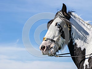 Gypsy Cob horse portrait