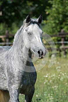 Gypsy Cob portrait