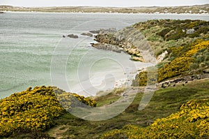 Gypsy Cove - Falkland Islands