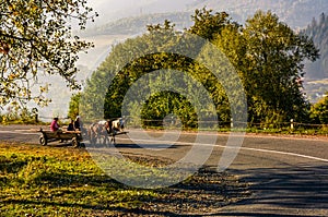 Gypsy family ride a horse cart on serpentine