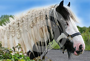 The Gypsy Horse