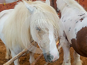 Gypsy horse also known as Traditional Gypsy Cob, Irish Cob, Gypsy Horse, Galineers Cob or Gypsy Vanner standing in horse stable