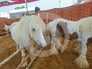 Gypsy horse also known as Traditional Gypsy Cob, Irish Cob, Gypsy Horse, Galineers Cob or Gypsy Vanner standing in horse stable