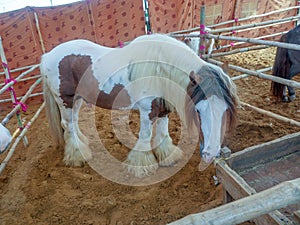 Gypsy horse also known as Traditional Gypsy Cob, Irish Cob, Gypsy Horse, Galineers Cob or Gypsy Vanner standing in horse stable