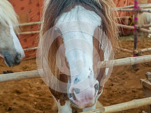 Gypsy horse also known as Traditional Gypsy Cob, Irish Cob, Gypsy Horse, Galineers Cob or Gypsy Vanner standing in horse stable