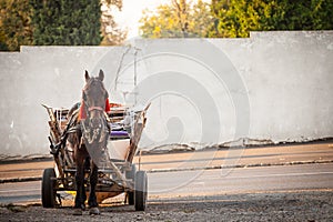 Gypsy horse cart used for garbage collection and recycling parked in the streets of belgrade, Serbia.